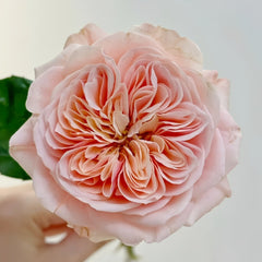 Chunye Worries Rose