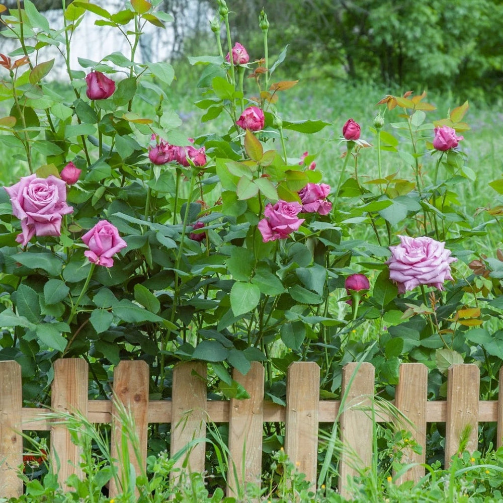 Claude Brasseur Rose