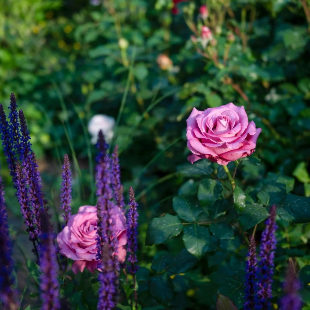 Claude Brasseur Rose