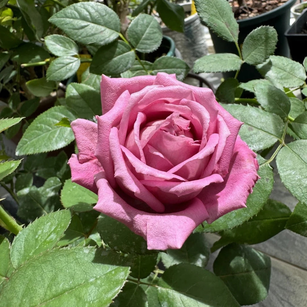 Claude Brasseur Rose