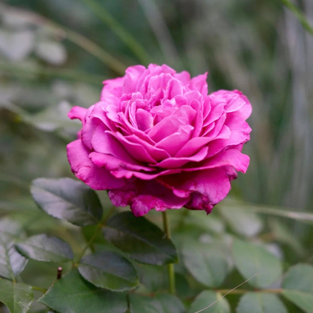 Claude Brasseur Rose