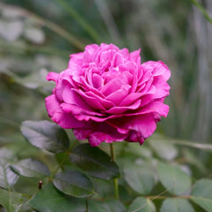 Claude Brasseur Rose