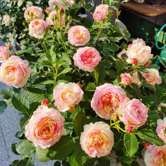 Claude Monet Rose