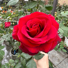Cleopatra Rose