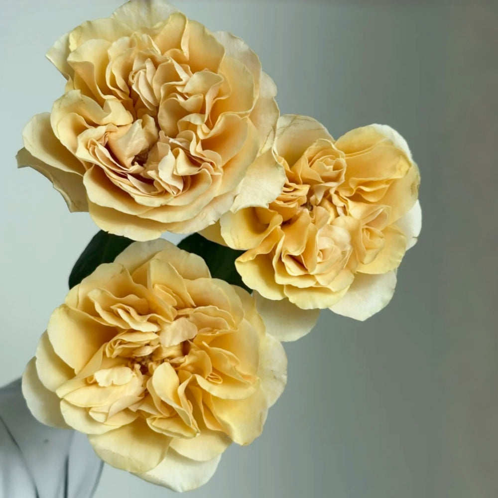 Coconut Latte Rose