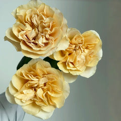 Coconut Latte Rose