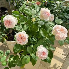 Cocotte Rose