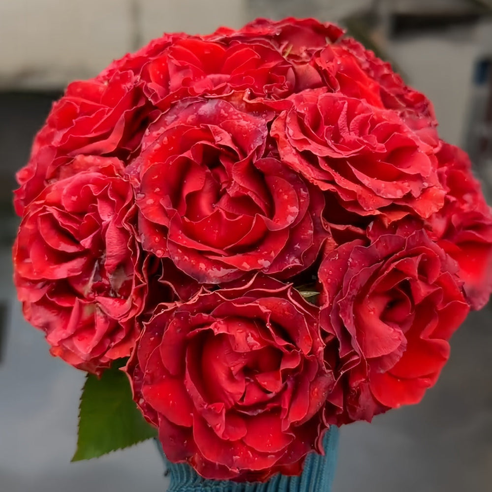 Cola Rose