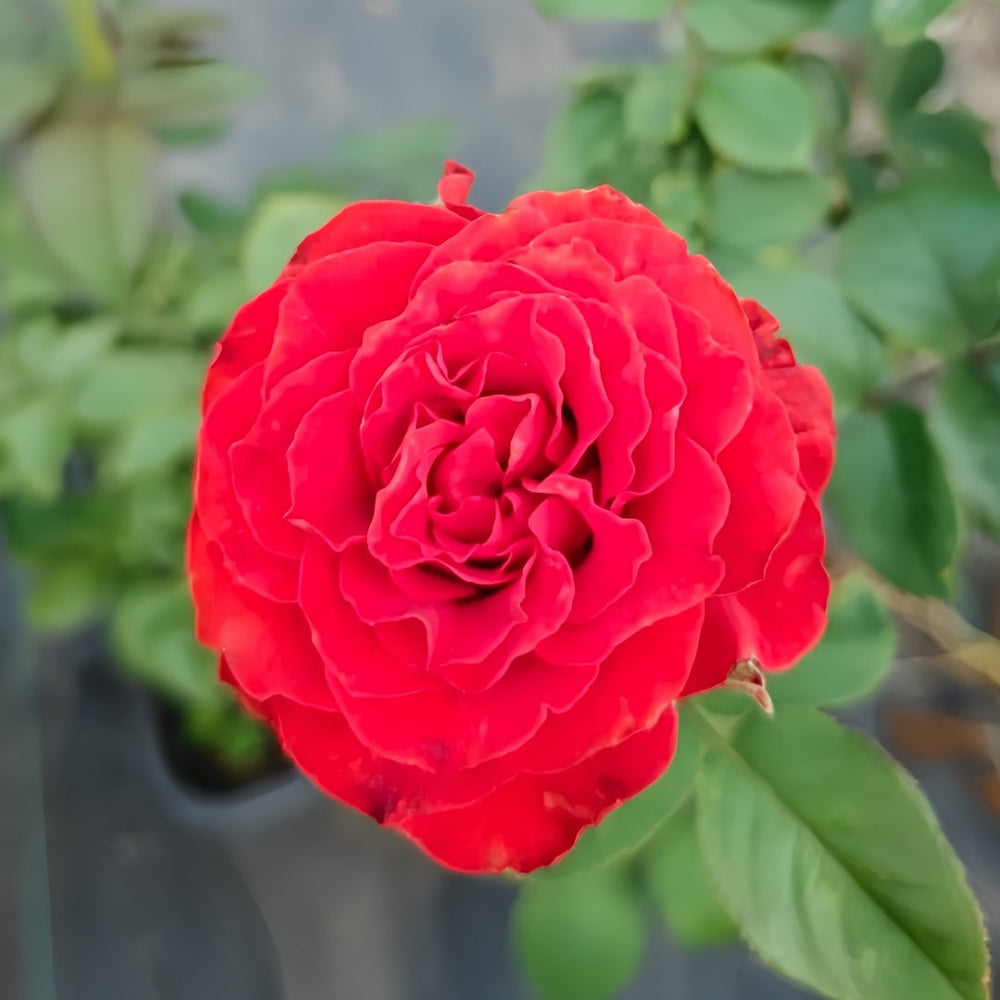 Cola Rose
