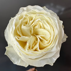 Coldplay Rose