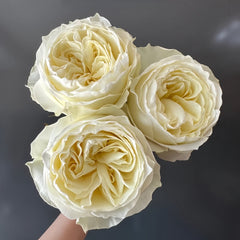 Coldplay Rose