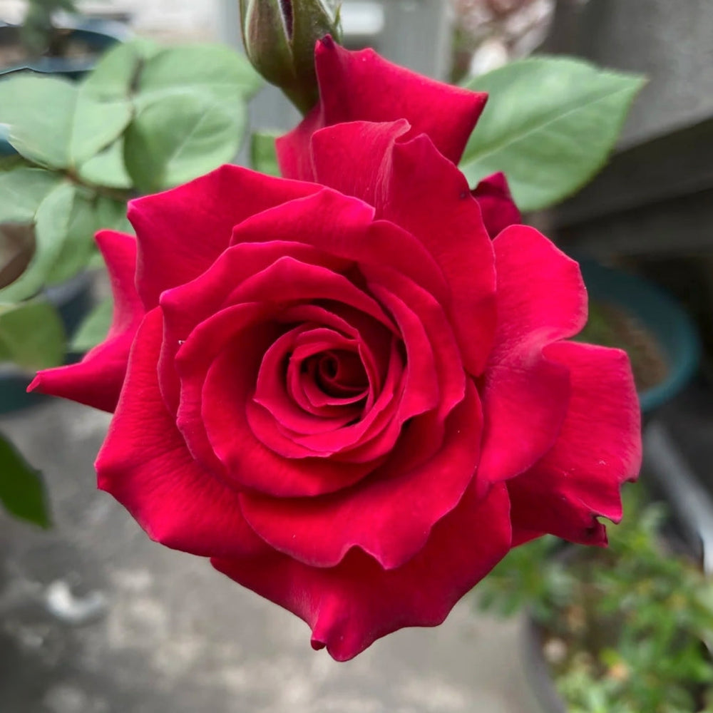 Colline Rouge Rose