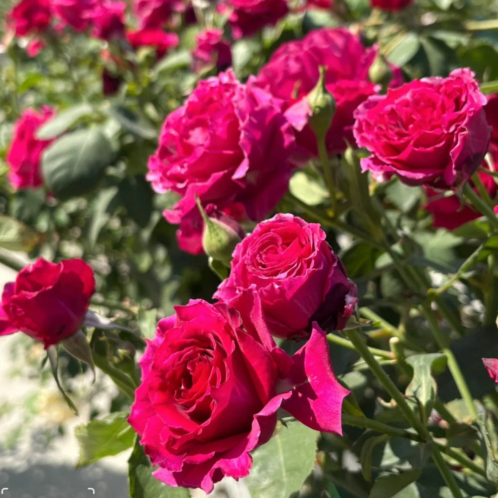 Colline Rouge Rose