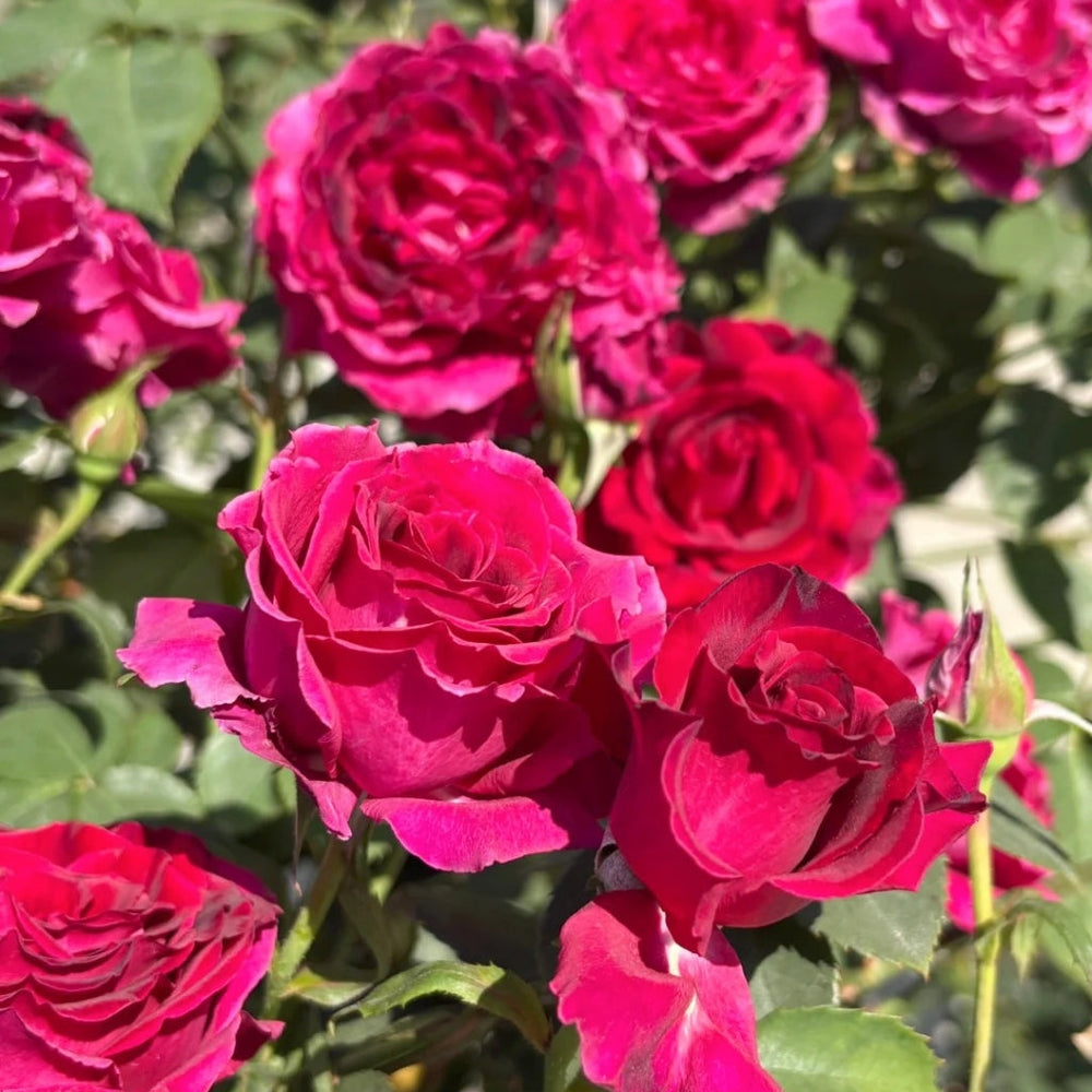 Colline Rouge Rose