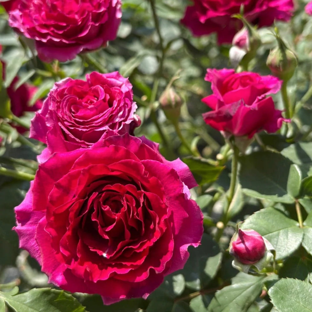 Colline Rouge Rose
