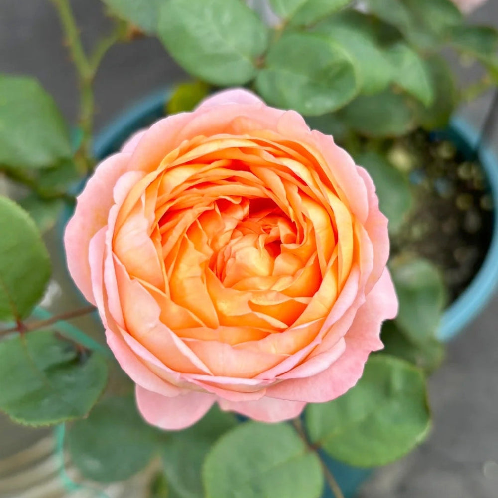 Confiture Rose