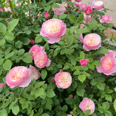 Constance Rose