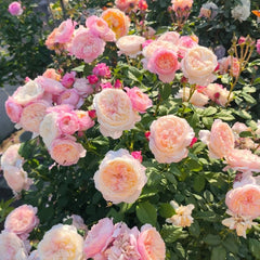Constance Rose