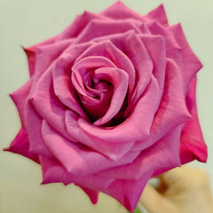 Cool Blue Rose