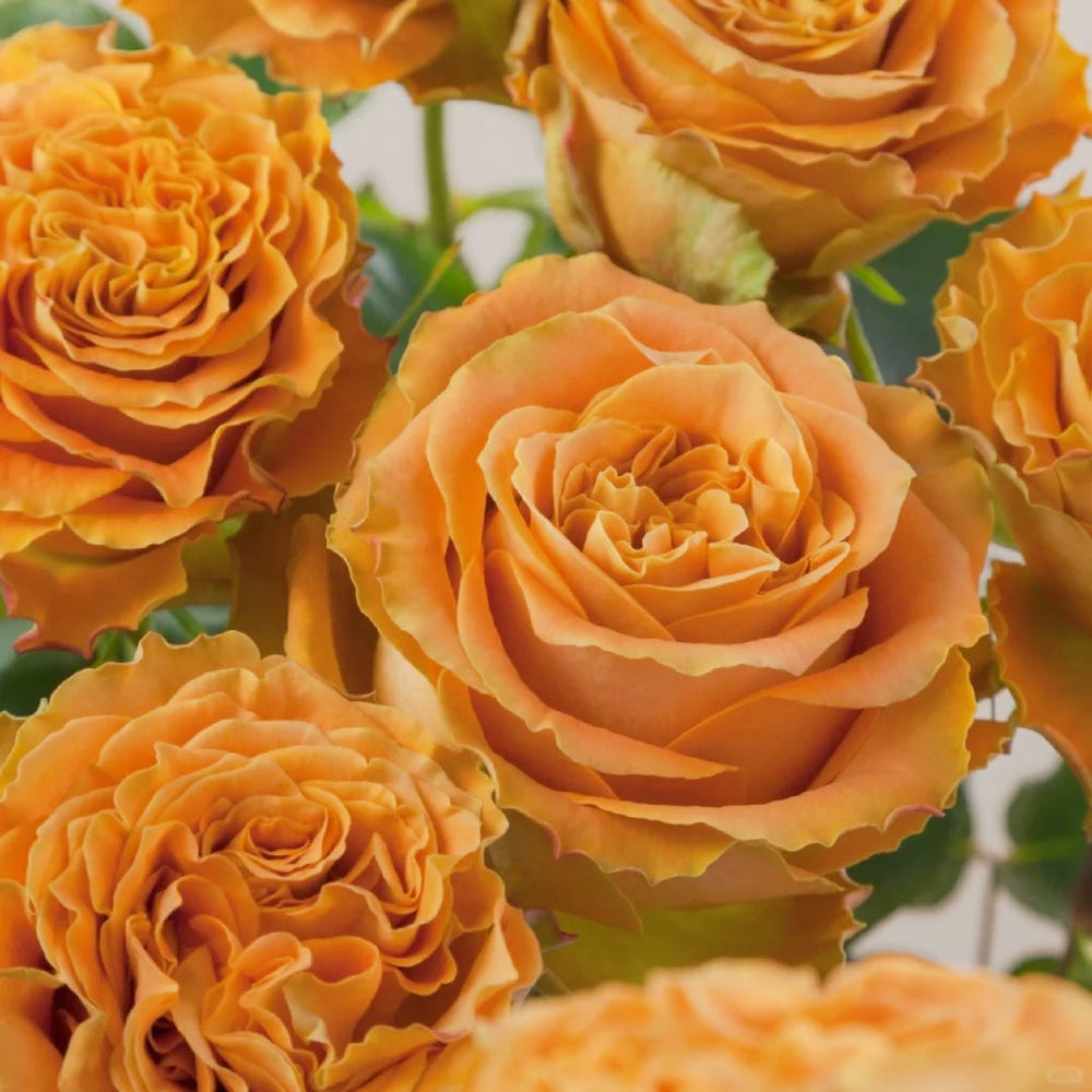 Copper Kiss Rose
