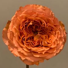 Coral X-Pression Rose