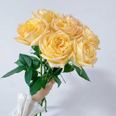 Cote d'or Rose