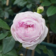 Couleur de l'amour Rose