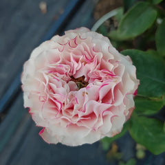 Country Candy Rose