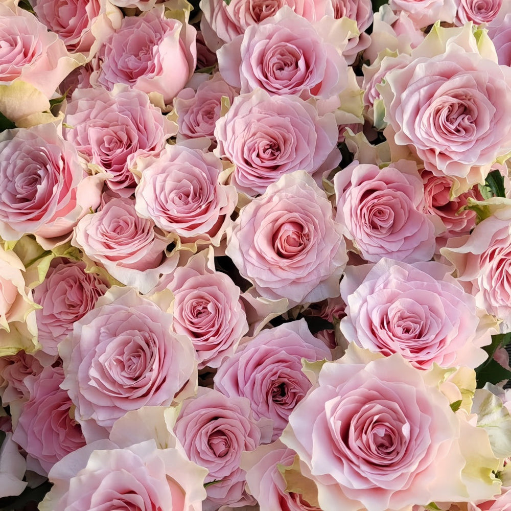 Country Peonia Rose