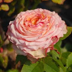 Country Spirit House Rose
