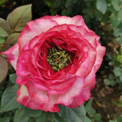 Country Spirit House Rose