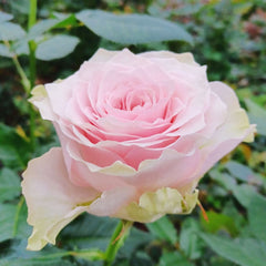 Country Spirit Peonia Rose