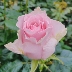 Country Spirit Peonia Rose