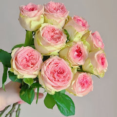 Country Spirit Princess Rose