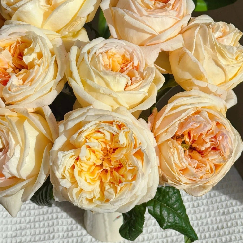 Cream X-Pression Rose