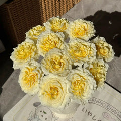 Creamy Kiss Rose