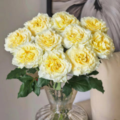 Creamy Kiss Rose