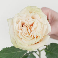 Cute Enigma Rose