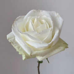 Da Bai Rose