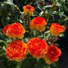 Dakar Rose