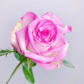 Decoration Rose