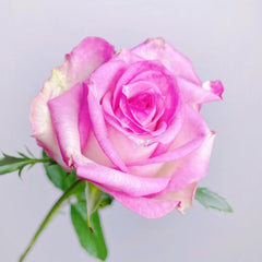 Decoration Rose