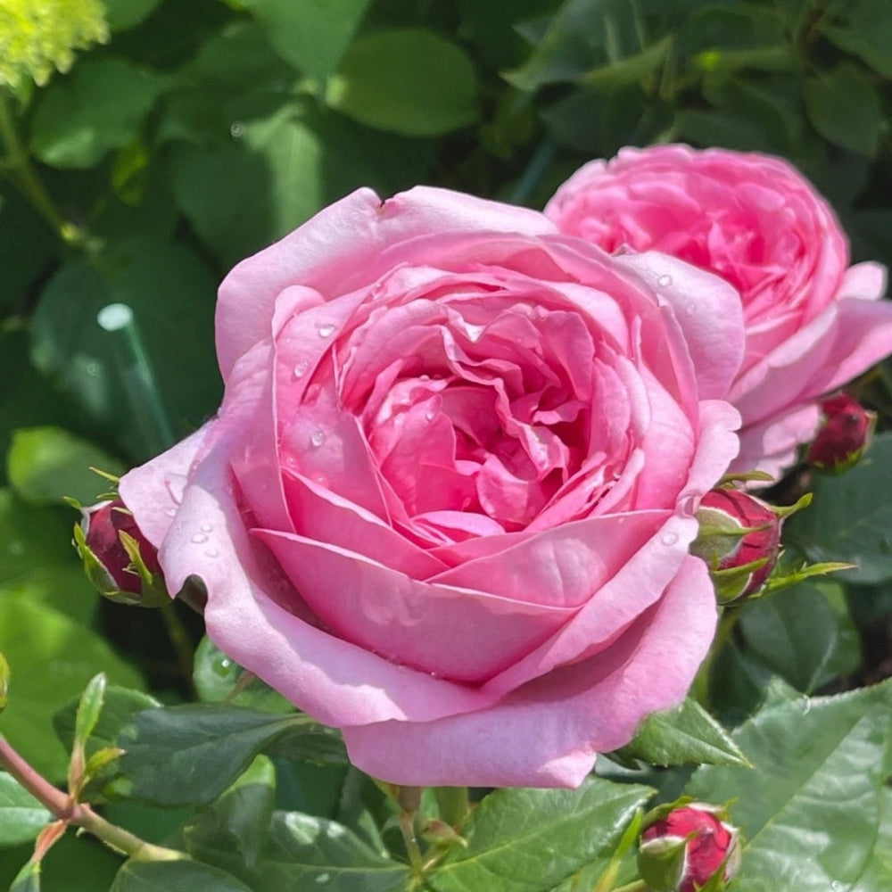 Dessiree Rose