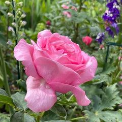 Dessiree Rose