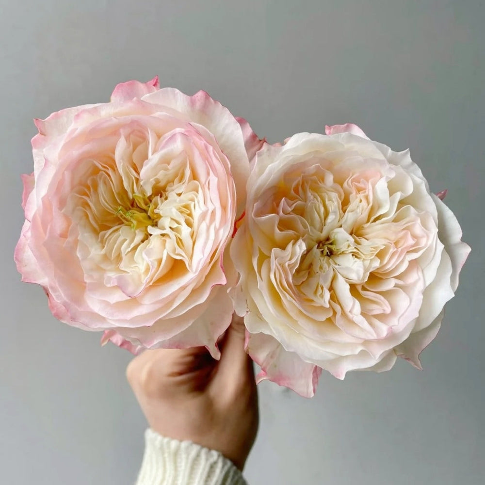 Dimple Rose