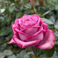 Dionysus Rose