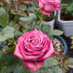 Dionysus Rose