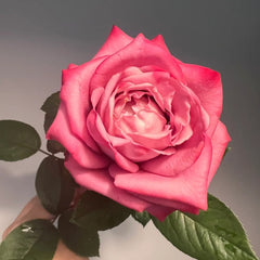 Dionysus Rose