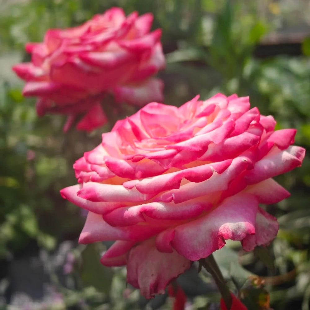 Discovery Rose