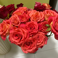 Ditty Rose
